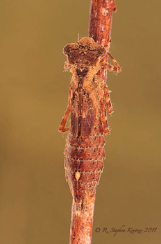 Boyeria vinosa, nymph